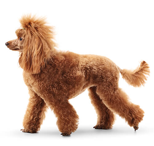 Dogs that look store like big poodles